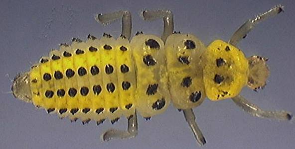 Psyllobora larva